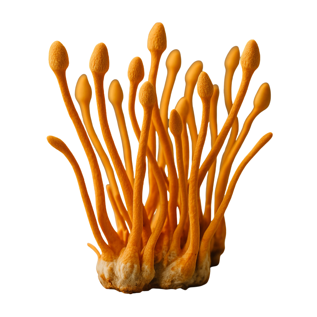 Cordyceps mushroom powder promoting stamina, endurance, and balanced vitality for workouts and active living