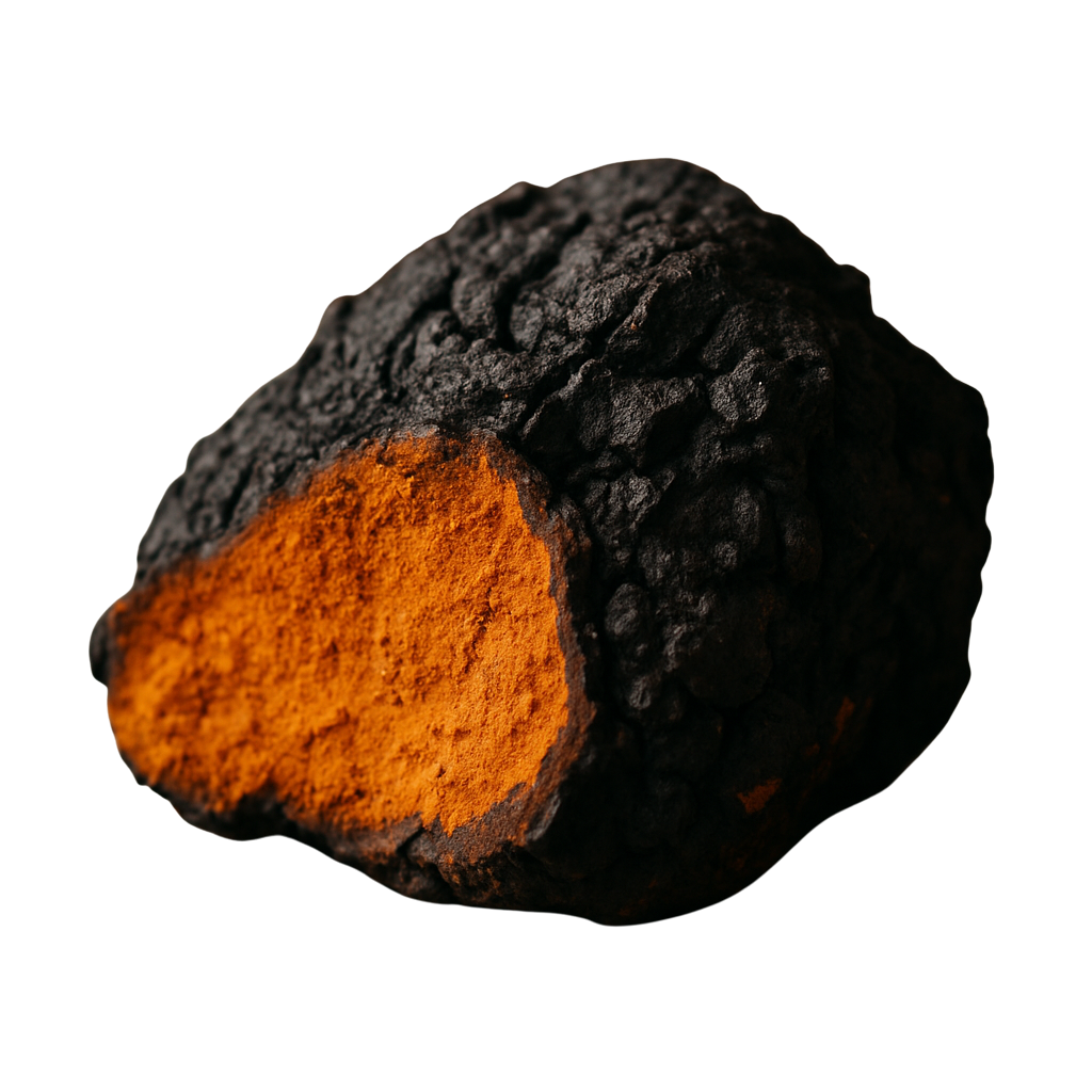 Chaga mushroom extract rich in antioxidants that help fight inflammation and strengthen immune resilience naturally